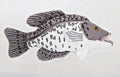 Black Crappie stuffed fish