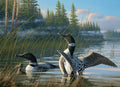 Common Loons 1000pc