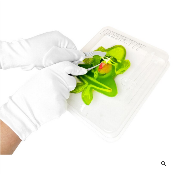 Frog Disect It -FINAL SALE