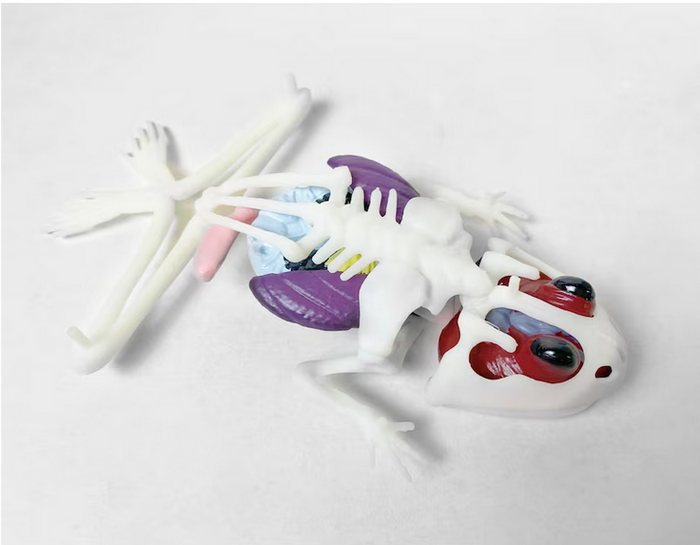Frog Disect It -FINAL SALE