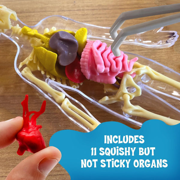 Human Body Squishable Organs Ooze Labs