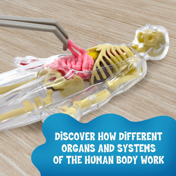 Model of a human skeleton with organs, accompanied by text about learning about body systems.