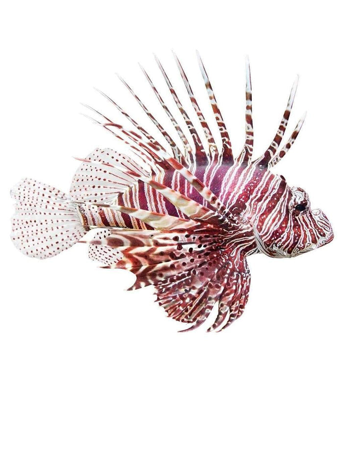 Model: The Indo-Pacific lionfish (Pterois volitans/miles)