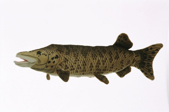 Muskellunge stuffed fish