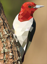 PBS Birds