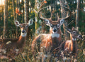 Woodland Shadows